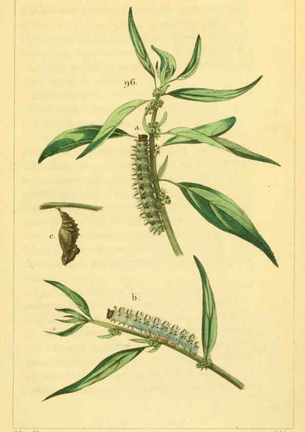 Reproducción/Reproduction 6059170189: Iconographie et histoire naturelle des chenilles Paris :G. Baillière;1849