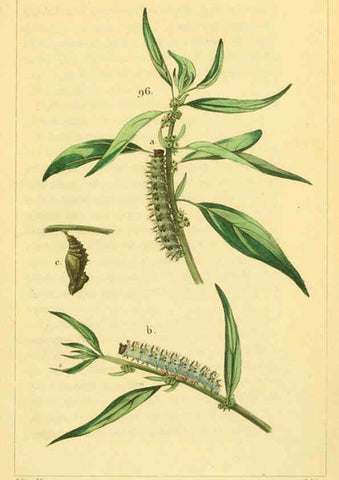 Reproducción/Reproduction 6059170189: Iconographie et histoire naturelle des chenilles Paris :G. Baillière;1849