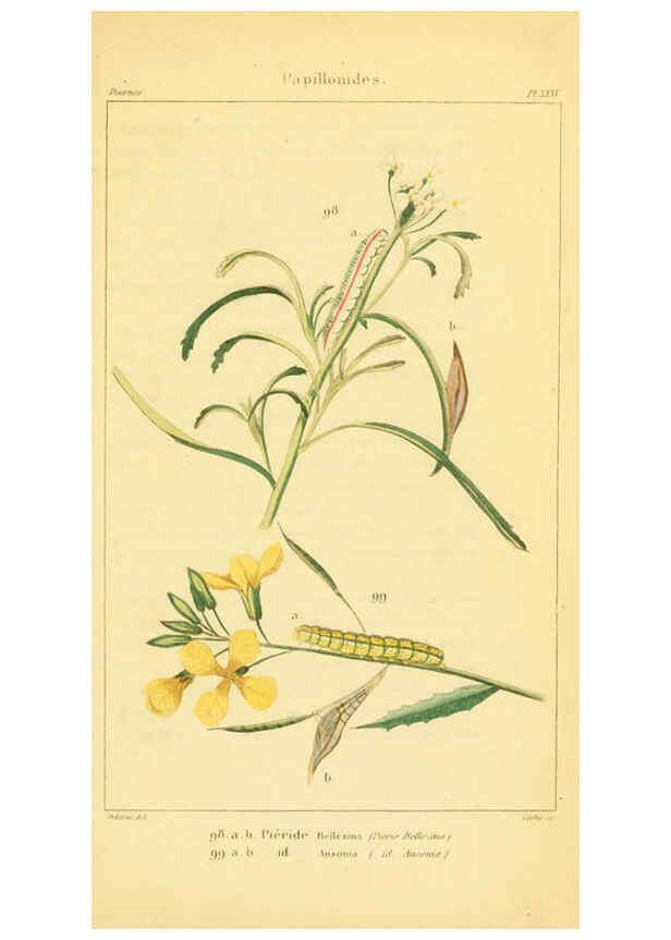 Reproducción/Reproduction 6059170425: Iconographie et histoire naturelle des chenilles Paris :G. Baillière;1849