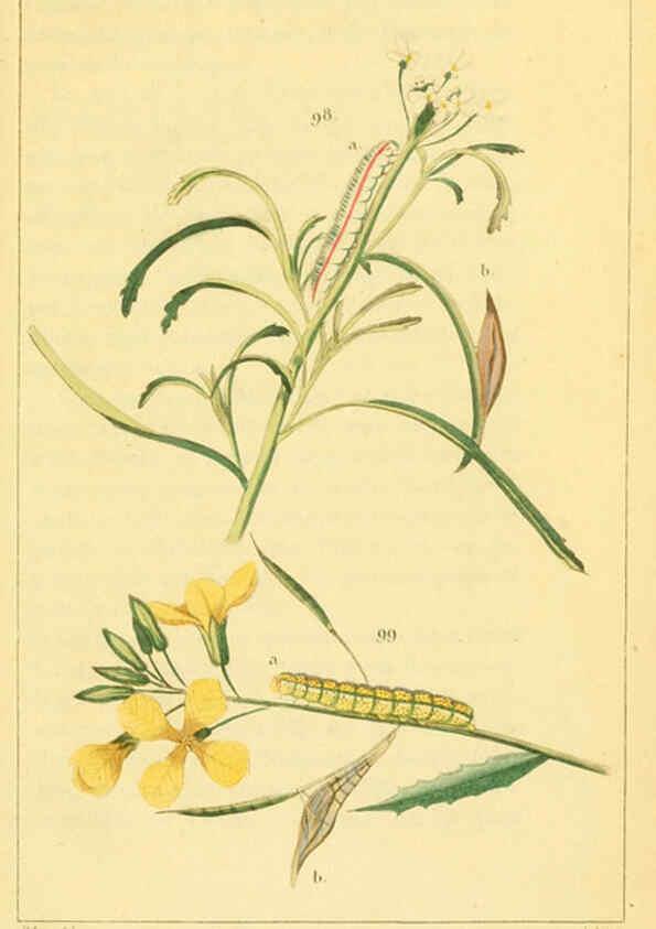 Reproducción/Reproduction 6059170425: Iconographie et histoire naturelle des chenilles Paris :G. Baillière;1849