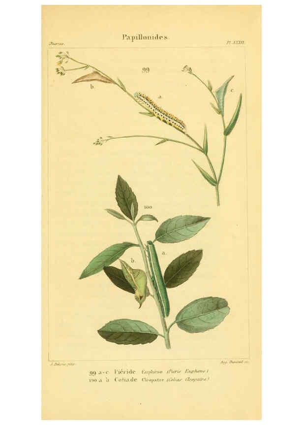 Reproducción/Reproduction 6059170777: Iconographie et histoire naturelle des chenilles Paris :G. Baillière;1849