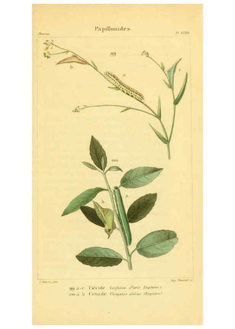 Reproducción/Reproduction 6059170777: Iconographie et histoire naturelle des chenilles Paris :G. Baillière;1849
