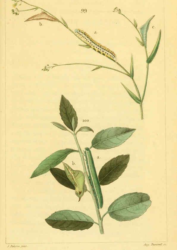 Reproducción/Reproduction 6059170777: Iconographie et histoire naturelle des chenilles Paris :G. Baillière;1849