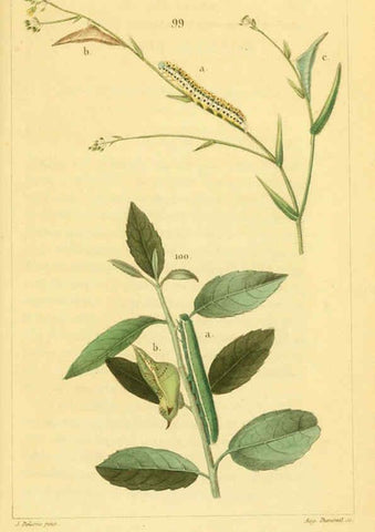 Reproducción/Reproduction 6059170777: Iconographie et histoire naturelle des chenilles Paris :G. Baillière;1849