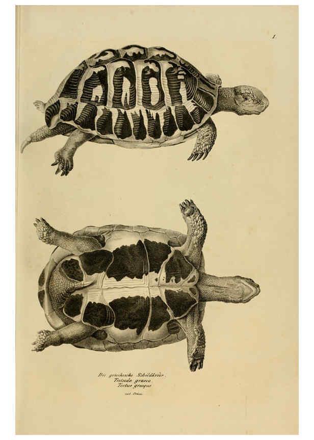 Reproducción/Reproduction 6059216073: Naturgeschichte und Abbildungen der Reptilien Schaffhausen :Aus Brodtmann's lithographischer Kunstanstalt,1833