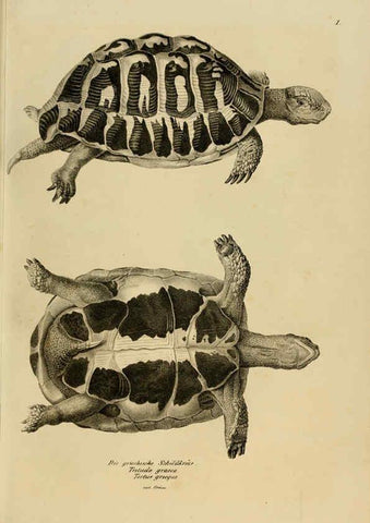 Reproducción/Reproduction 6059216073: Naturgeschichte und Abbildungen der Reptilien Schaffhausen :Aus Brodtmann's lithographischer Kunstanstalt,1833