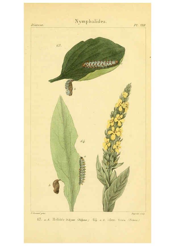 Reproducción/Reproduction 6059714192: Iconographie et histoire naturelle des chenilles Paris :G. Baillière;1849