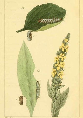 Reproducción/Reproduction 6059714192: Iconographie et histoire naturelle des chenilles Paris :G. Baillière;1849