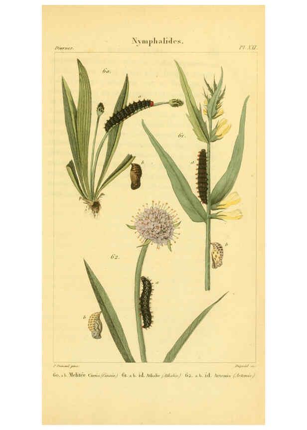 Reproducción/Reproduction 6059713960: Iconographie et histoire naturelle des chenilles Paris :G. Baillière;1849