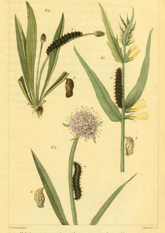 Reproducción/Reproduction 6059713960: Iconographie et histoire naturelle des chenilles Paris :G. Baillière;1849