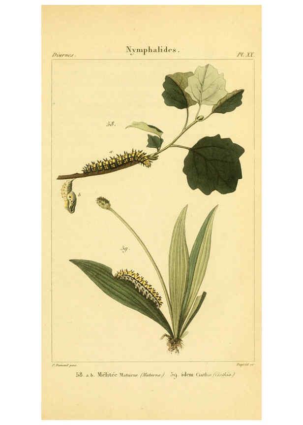 Reproducción/Reproduction 6059166309: Iconographie et histoire naturelle des chenilles Paris :G. Baillière;1849