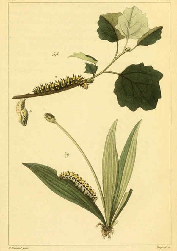 Reproducción/Reproduction 6059166309: Iconographie et histoire naturelle des chenilles Paris :G. Baillière;1849