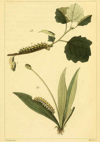 Reproducción/Reproduction 6059166309: Iconographie et histoire naturelle des chenilles Paris :G. Baillière;1849
