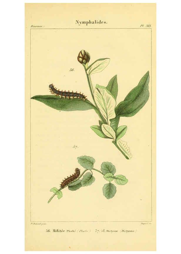 Reproducción/Reproduction 6059713418: Iconographie et histoire naturelle des chenilles Paris :G. Baillière;1849
