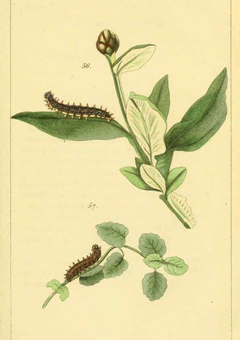 Reproducción/Reproduction 6059713418: Iconographie et histoire naturelle des chenilles Paris :G. Baillière;1849