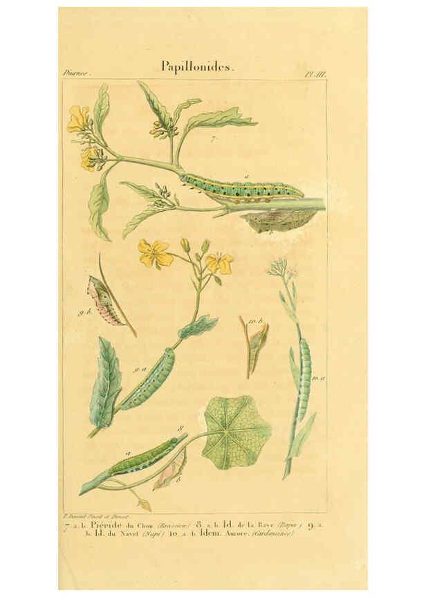 Reproducción/Reproduction 6059708482: Iconographie et histoire naturelle des chenilles Paris :G. Baillière;1849