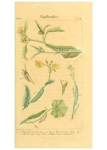 Reproducción/Reproduction 6059708482: Iconographie et histoire naturelle des chenilles Paris :G. Baillière;1849
