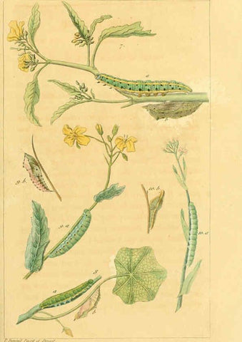 Reproducción/Reproduction 6059708482: Iconographie et histoire naturelle des chenilles Paris :G. Baillière;1849