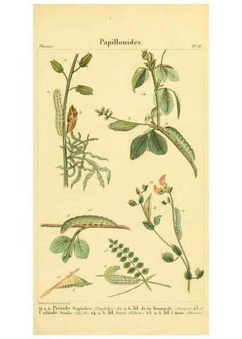 Reproducción/Reproduction 6059708694: Iconographie et histoire naturelle des chenilles Paris :G. Baillière;1849