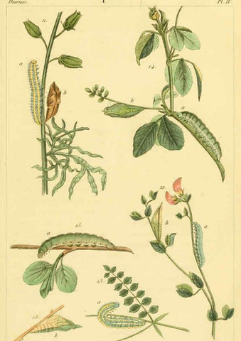 Reproducción/Reproduction 6059708694: Iconographie et histoire naturelle des chenilles Paris :G. Baillière;1849