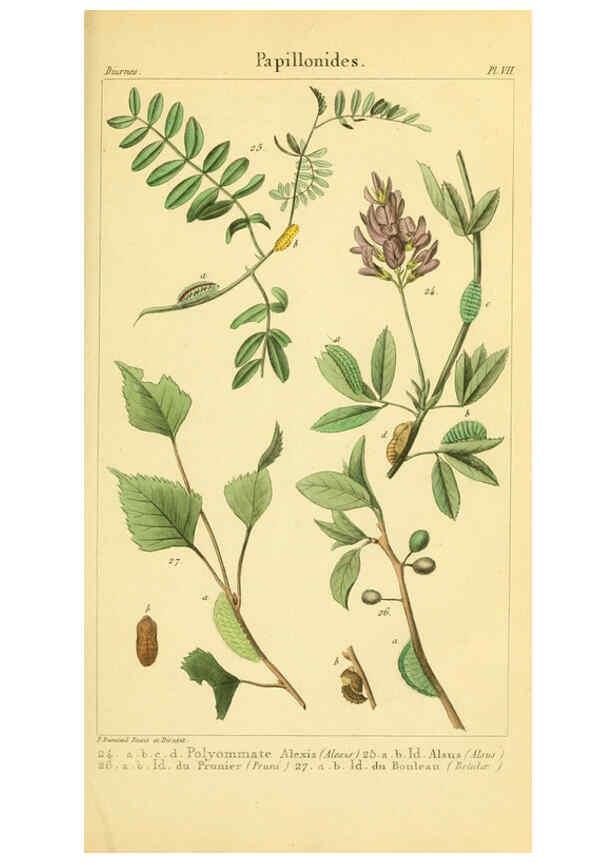 Reproducción/Reproduction 6059709566: Iconographie et histoire naturelle des chenilles Paris :G. Baillière;1849