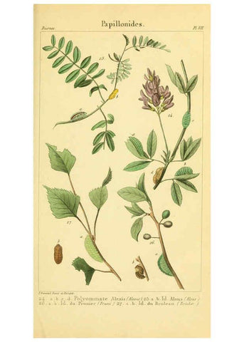 Reproducción/Reproduction 6059709566: Iconographie et histoire naturelle des chenilles Paris :G. Baillière;1849
