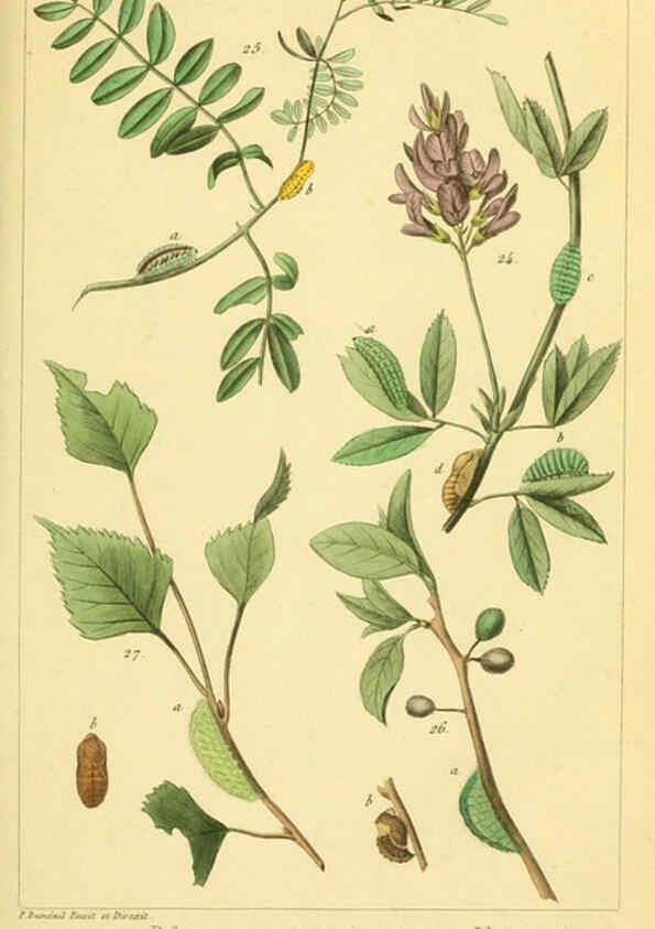 Reproducción/Reproduction 6059709566: Iconographie et histoire naturelle des chenilles Paris :G. Baillière;1849