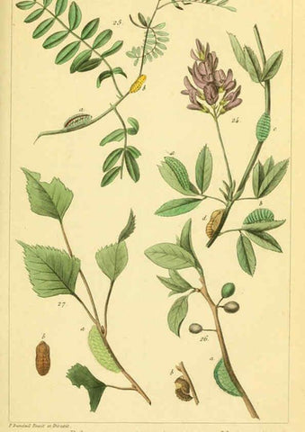 Reproducción/Reproduction 6059709566: Iconographie et histoire naturelle des chenilles Paris :G. Baillière;1849