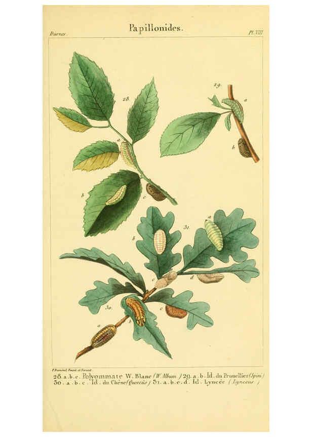Reproducción/Reproduction 6059162237: Iconographie et histoire naturelle des chenilles Paris :G. Baillière;1849