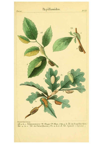 Reproducción/Reproduction 6059162237: Iconographie et histoire naturelle des chenilles Paris :G. Baillière;1849