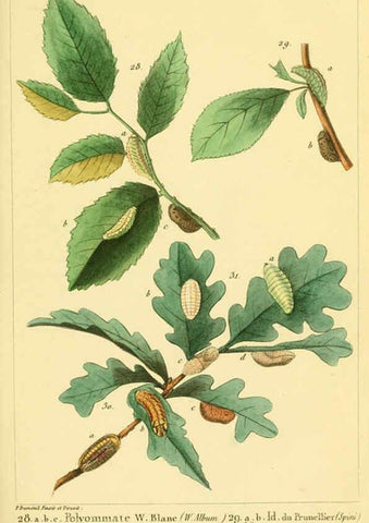 Reproducción/Reproduction 6059162237: Iconographie et histoire naturelle des chenilles Paris :G. Baillière;1849