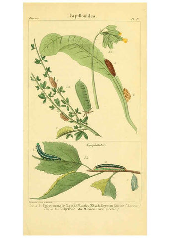 Reproducción/Reproduction 6059710142: Iconographie et histoire naturelle des chenilles Paris :G. Baillière;1849