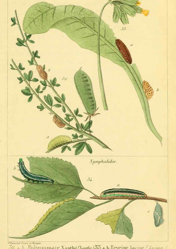 Reproducción/Reproduction 6059710142: Iconographie et histoire naturelle des chenilles Paris :G. Baillière;1849