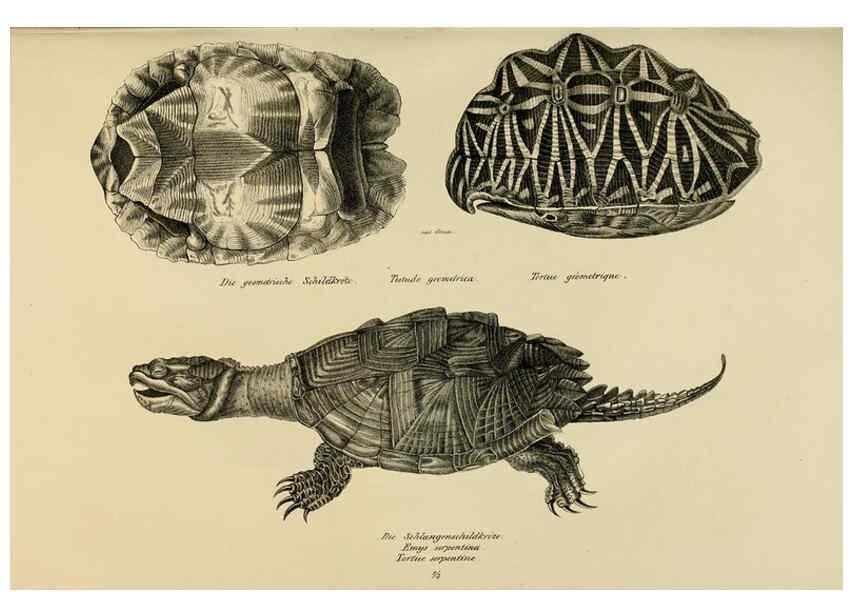 Reproducción/Reproduction 6059763610: Naturgeschichte und Abbildungen der Reptilien Schaffhausen :Aus Brodtmann's lithographischer Kunstanstalt,1833