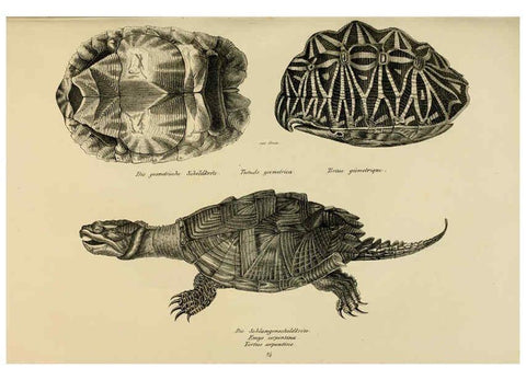 Reproducción/Reproduction 6059763610: Naturgeschichte und Abbildungen der Reptilien Schaffhausen :Aus Brodtmann's lithographischer Kunstanstalt,1833