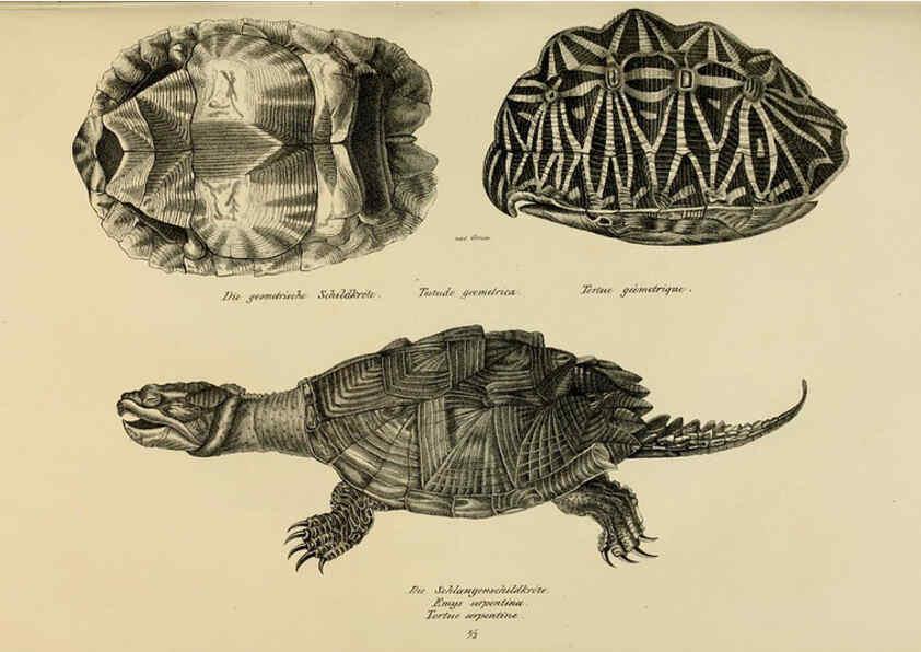 Reproducción/Reproduction 6059763610: Naturgeschichte und Abbildungen der Reptilien Schaffhausen :Aus Brodtmann's lithographischer Kunstanstalt,1833