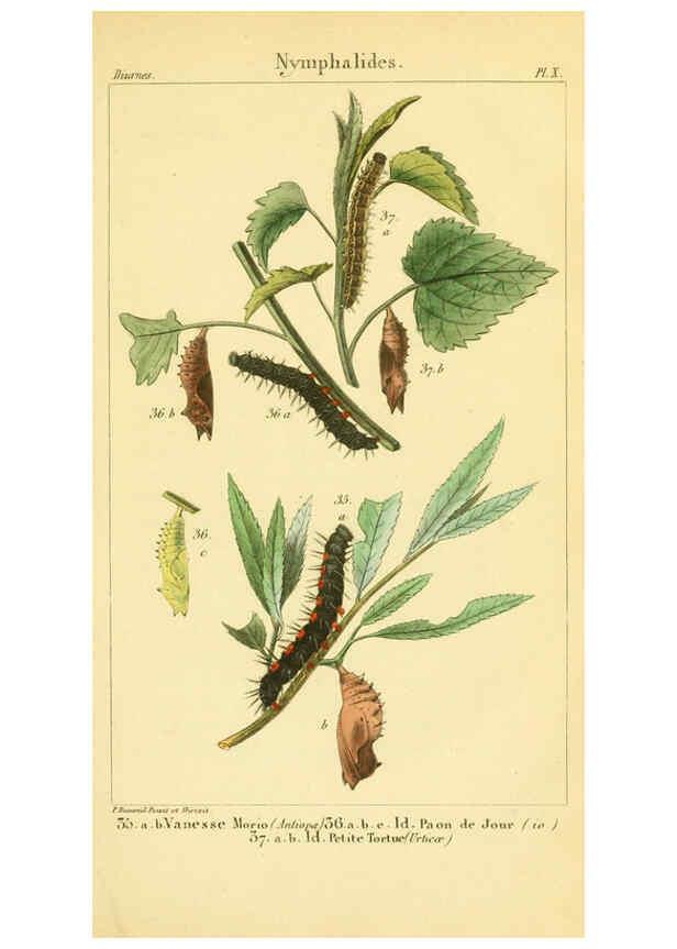 Reproducción/Reproduction 6059162807: Iconographie et histoire naturelle des chenilles Paris :G. Baillière;1849
