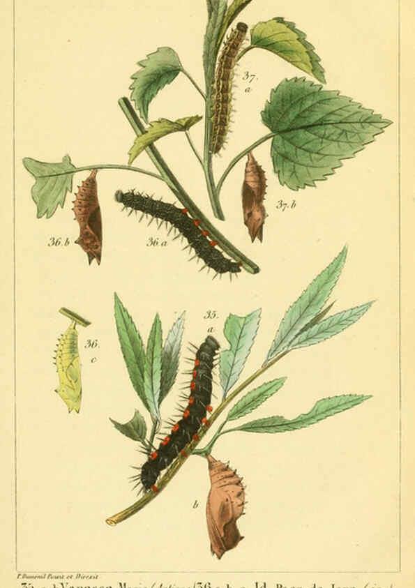 Reproducción/Reproduction 6059162807: Iconographie et histoire naturelle des chenilles Paris :G. Baillière;1849