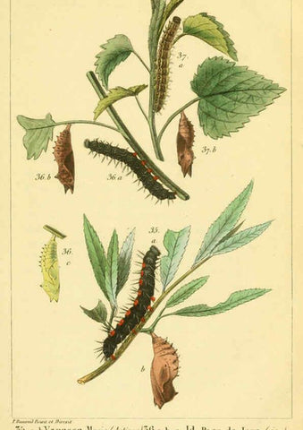 Reproducción/Reproduction 6059162807: Iconographie et histoire naturelle des chenilles Paris :G. Baillière;1849