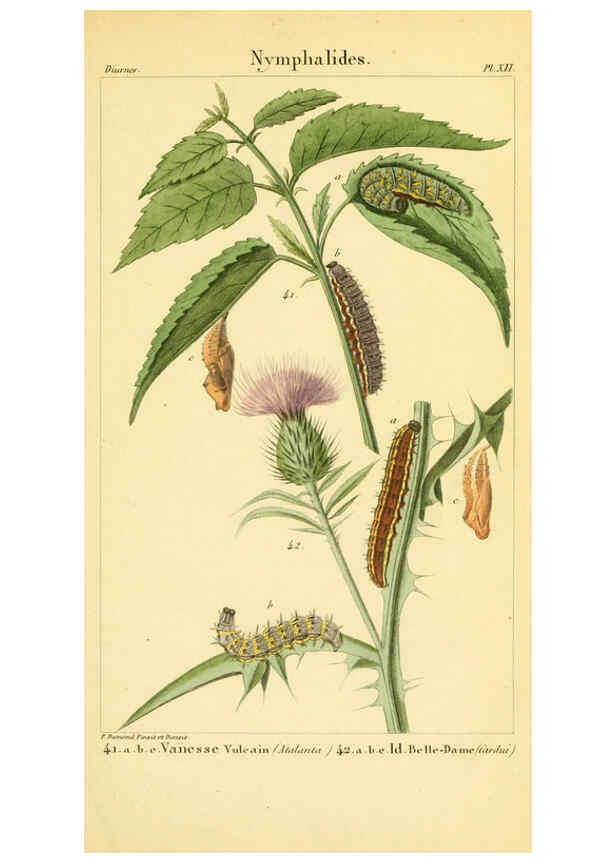 Reproducción/Reproduction 6059710976: Iconographie et histoire naturelle des chenilles Paris :G. Baillière;1849