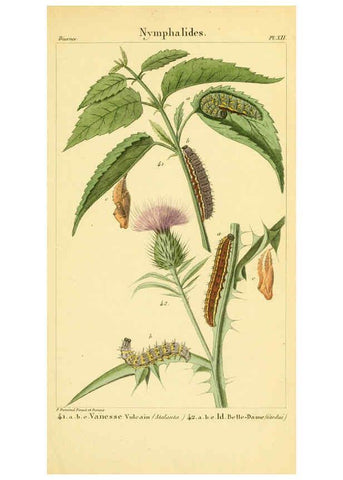 Reproducción/Reproduction 6059710976: Iconographie et histoire naturelle des chenilles Paris :G. Baillière;1849