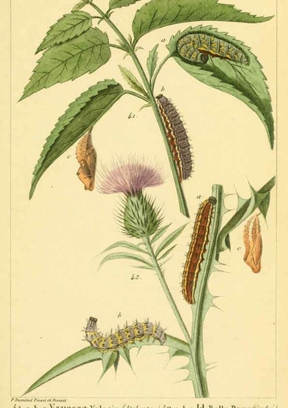 Reproducción/Reproduction 6059710976: Iconographie et histoire naturelle des chenilles Paris :G. Baillière;1849