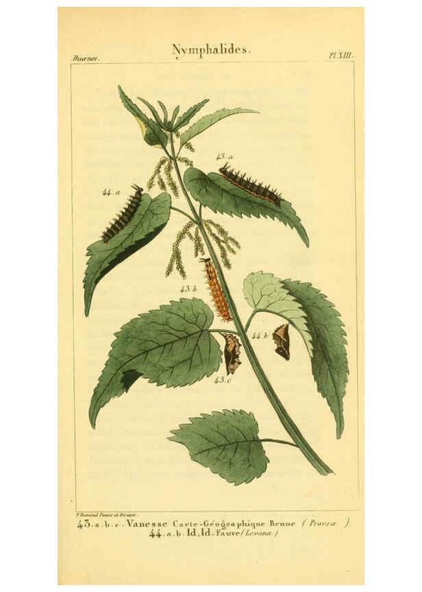Reproducción/Reproduction 6059163935: Iconographie et histoire naturelle des chenilles Paris :G. Baillière;1849