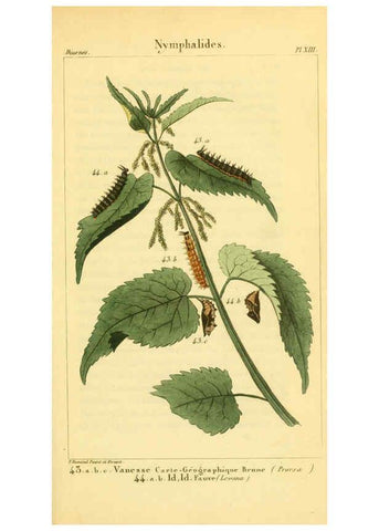 Reproducción/Reproduction 6059163935: Iconographie et histoire naturelle des chenilles Paris :G. Baillière;1849