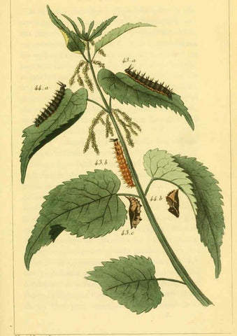 Reproducción/Reproduction 6059163935: Iconographie et histoire naturelle des chenilles Paris :G. Baillière;1849
