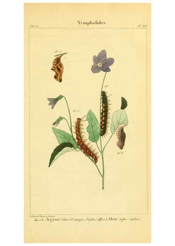 Reproducción/Reproduction 6059164139: Iconographie et histoire naturelle des chenilles Paris :G. Baillière;1849