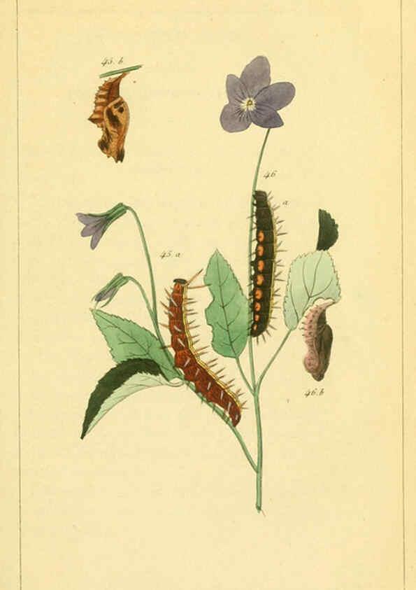 Reproducción/Reproduction 6059164139: Iconographie et histoire naturelle des chenilles Paris :G. Baillière;1849