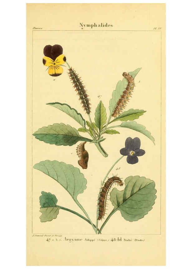 Reproducción/Reproduction 6059711878: Iconographie et histoire naturelle des chenilles Paris :G. Baillière;1849