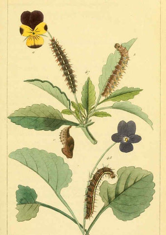 Reproducción/Reproduction 6059711878: Iconographie et histoire naturelle des chenilles Paris :G. Baillière;1849