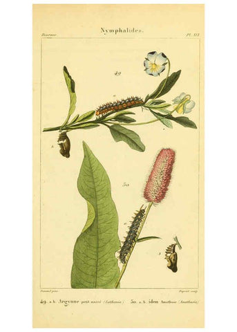 Reproducción/Reproduction 6059712172: Iconographie et histoire naturelle des chenilles Paris :G. Baillière;1849